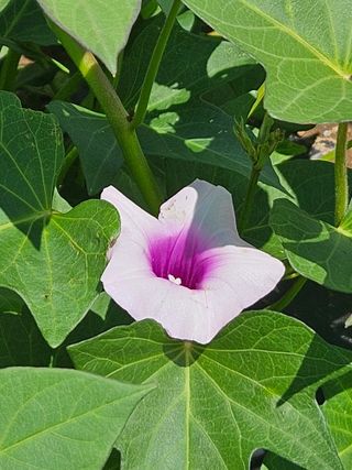 법선님의 자유주제 · 자유게시판 작성글 사진