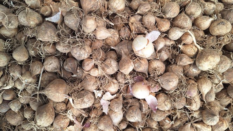 오남현님의 장터 판매 상품 [마늘씨] 첨부 사진