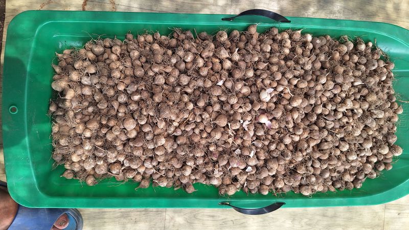 오남현님의 장터 판매 상품 [마늘씨] 첨부 사진