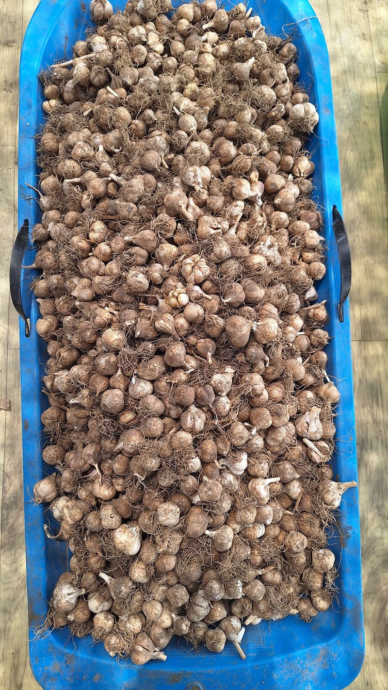 오남현님의 장터 판매 상품 [마늘씨] 첨부 사진