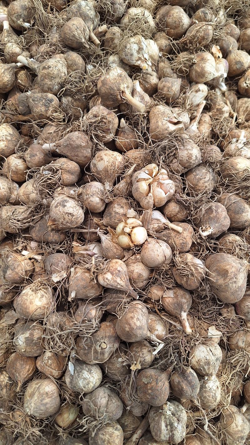 오남현님의 장터 판매 상품 [마늘씨] 첨부 사진