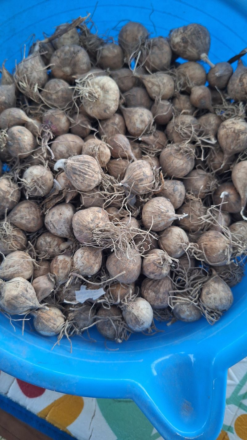 장터 상품 [마늘씨] 썸네일