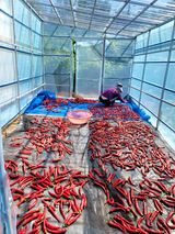 팜모닝 고추·영농일지 게시글 이미지