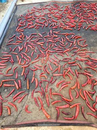 천지현황님의 고추 · 영농일지 작성글 사진