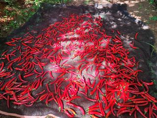 천지현황님의 고추 · 영농일지 작성글 사진