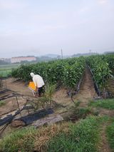 팜모닝 기타작물·영농일지 게시글 이미지