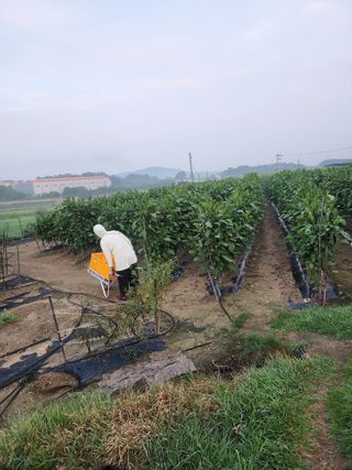 김학용님의 기타작물 · 영농일지 작성글 사진