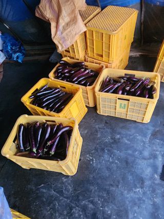 김학용님의 기타작물 · 영농일지 작성글 사진