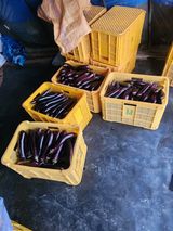 팜모닝 기타작물·영농일지 게시글 이미지