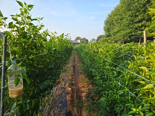 화니네농장님의 고추 · 영농일지 작성글 사진