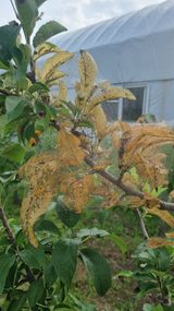 팜모닝 기타작물·병해충상담 게시글 이미지