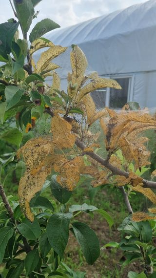 제일밤농원님의 기타작물 · 병해충상담 작성글 사진