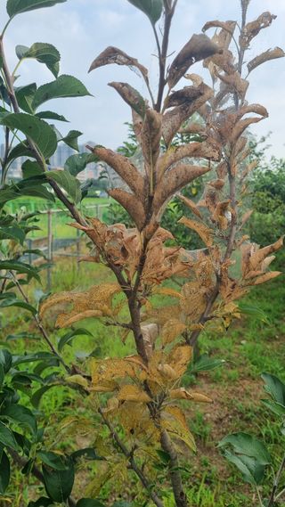 제일밤농원님의 기타작물 · 병해충상담 작성글 사진