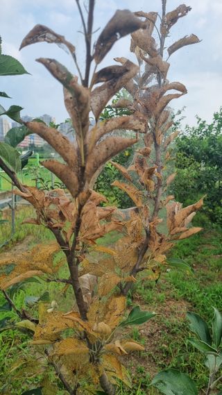 제일밤농원님의 기타작물 · 병해충상담 작성글 사진