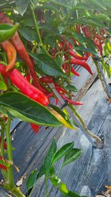 팜모닝 고추·영농일지 게시글 이미지