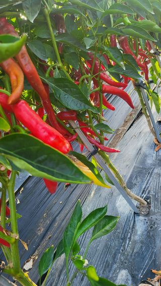 방촌대장님의 고추 · 영농일지 작성글 사진