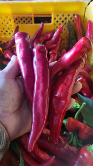 방촌대장님의 고추 · 영농일지 작성글 사진