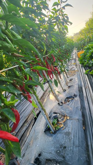 방촌대장님의 고추 · 영농일지 작성글 사진