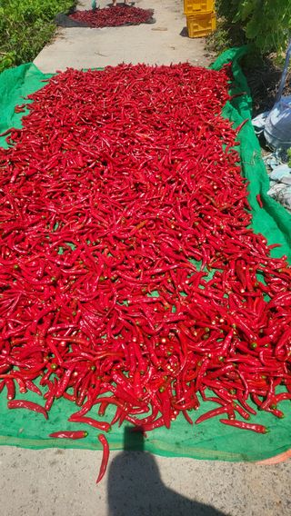 방촌대장님의 고추 · 영농일지 작성글 사진