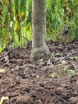 팜모닝 배·영농일지 게시글 이미지