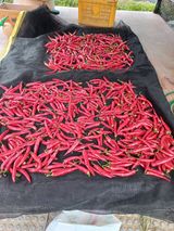 팜모닝 고추·영농일지 게시글 이미지