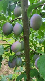 팜모닝 자두·영농일지 게시글 이미지