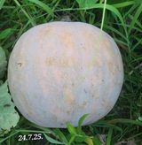 팜모닝 호박·영농일지 게시글 이미지