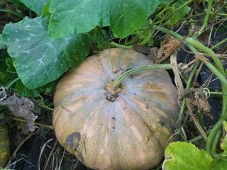 영농준비님의 호박 · 영농일지 작성글 사진