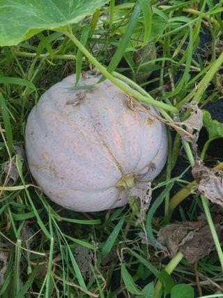 영농준비님의 호박 · 영농일지 작성글 사진