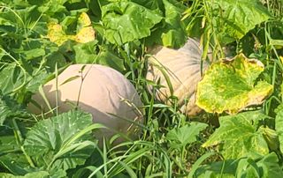 영농준비님의 호박 · 영농일지 작성글 사진