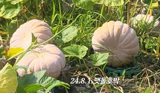 영농준비님의 호박 · 영농일지 작성글 사진