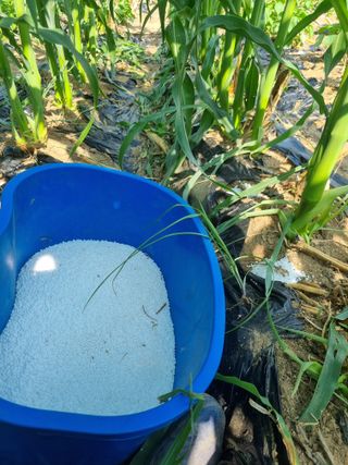 그린1505님의 들깨 · 영농일지 작성글 사진