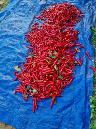 그린1505님의 들깨 · 영농일지 작성글 사진