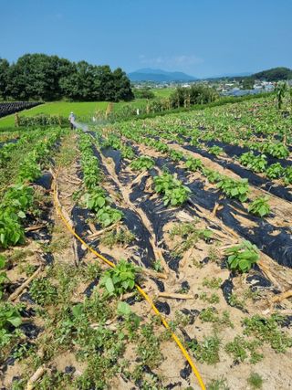 그린1505님의 들깨 · 영농일지 작성글 사진