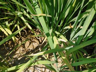 시늘님의 벼 · 병해충상담 작성글 사진