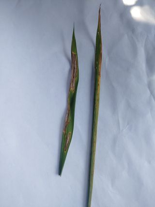 시늘님의 벼 · 병해충상담 작성글 사진