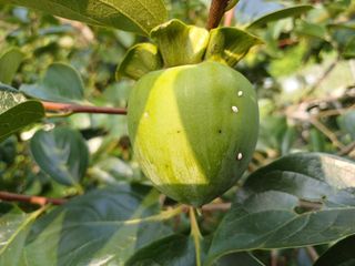 송곡농원님의 감 · 병해충상담 작성글 사진