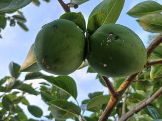 송곡농원님의 감 · 병해충상담 작성글 사진