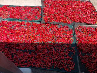 성주 농업인님의 자유주제 · 자유게시판 작성글 사진