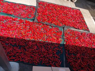 성주 농업인님의 자유주제 · 자유게시판 작성글 사진