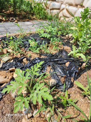 권지연.옥천.님의 자유주제 · 자유게시판 작성글 사진