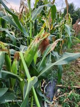 팜모닝 자유주제·자유게시판 게시글 이미지