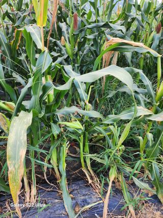 권지연.옥천.님의 자유주제 · 자유게시판 작성글 사진