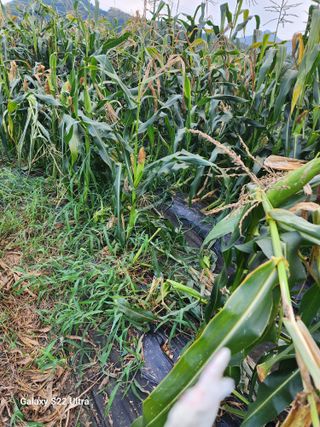 권지연.옥천.님의 자유주제 · 자유게시판 작성글 사진