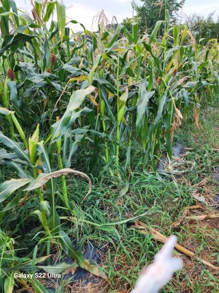 권지연.옥천.님의 자유주제 · 자유게시판 작성글 사진