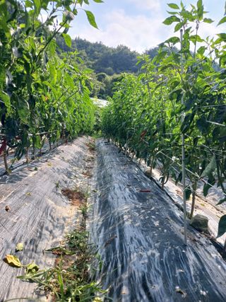 유경규 님의 고추 · 영농일지 작성글 사진