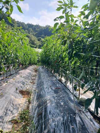 유경규 님의 고추 · 영농일지 작성글 사진