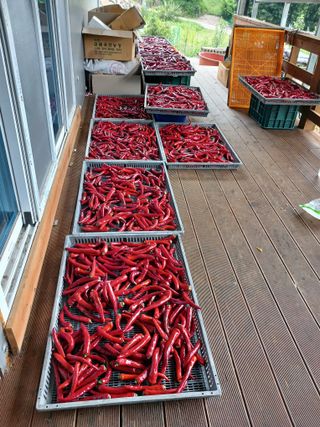 유경규 님의 고추 · 영농일지 작성글 사진