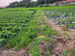 게으른농사꾼님의 콩 · 영농일지 작성글 사진