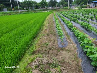 게으른농사꾼님의 콩 · 영농일지 작성글 사진
